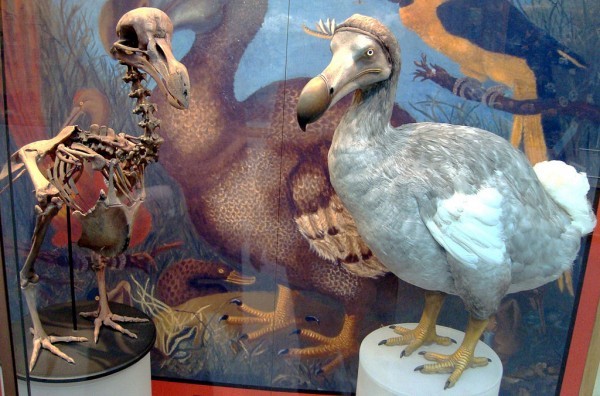 Dodo_display