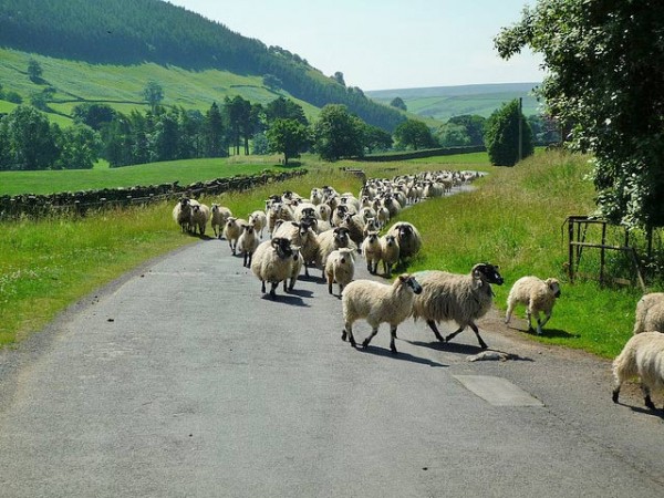 sheep-farming