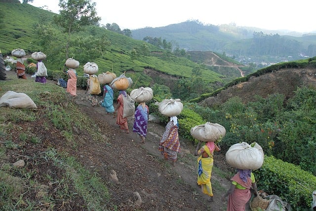 tea-pickers